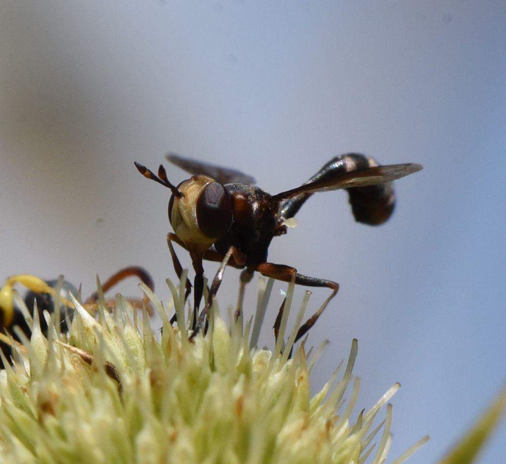 Physocephala pusilla?