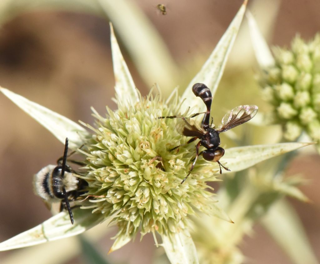 Physocephala pusilla?