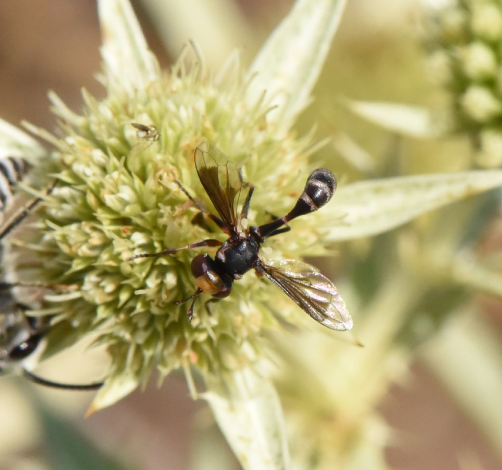 Physocephala pusilla?