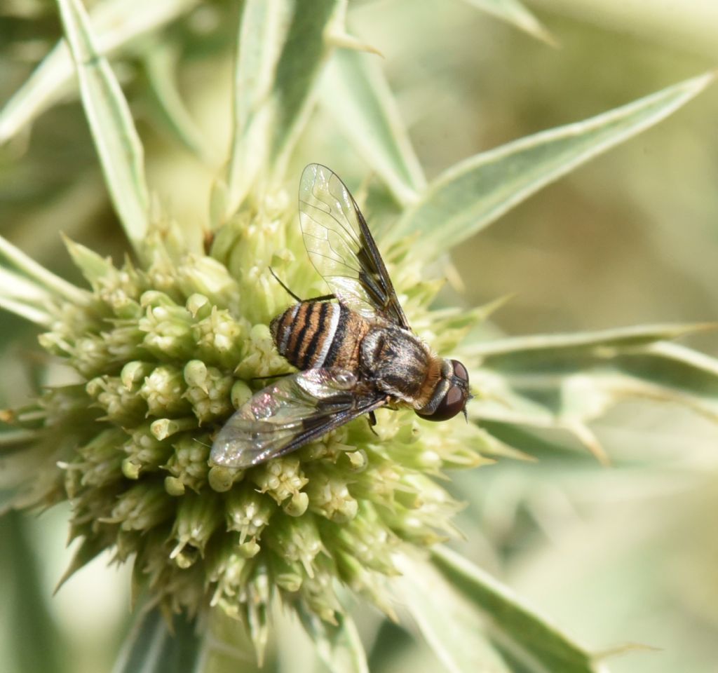 Bombyliidae: Exhyalanthrax afer