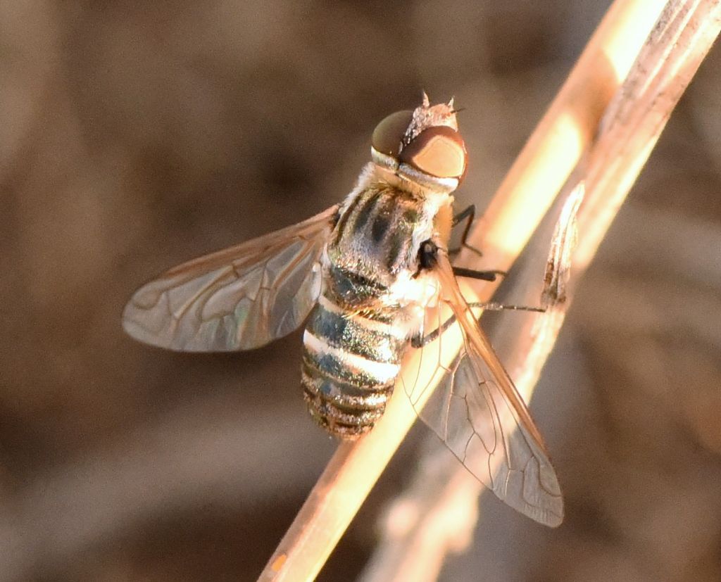 Bombyliidae: Exhyalanthrax muscarius