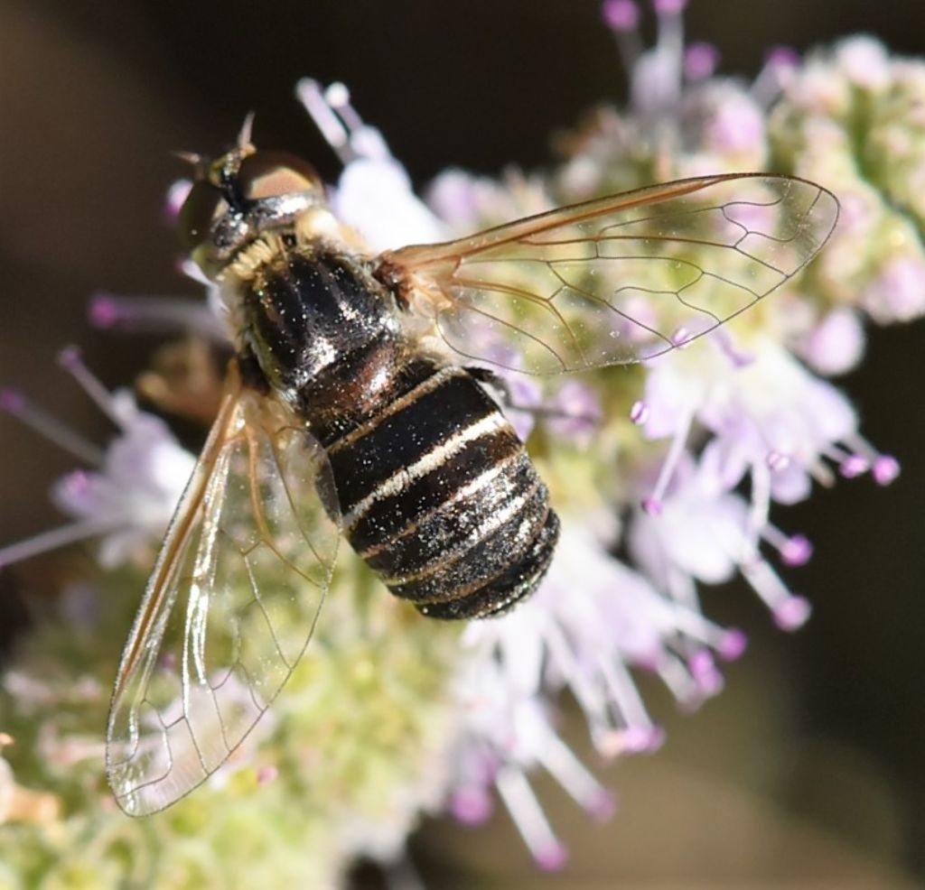 Bombyliidae: Exhyalanthrax collarti, una rarit?