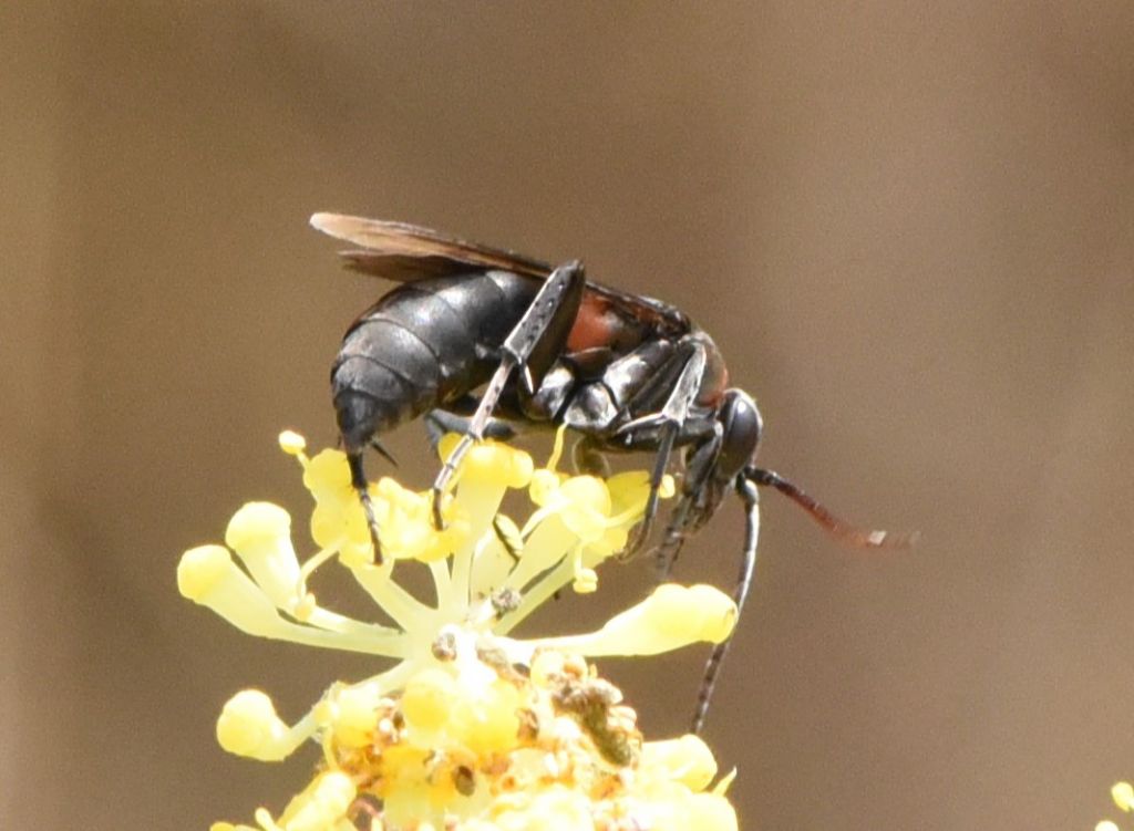 Eoferreola manticata