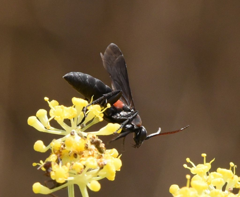 Eoferreola manticata