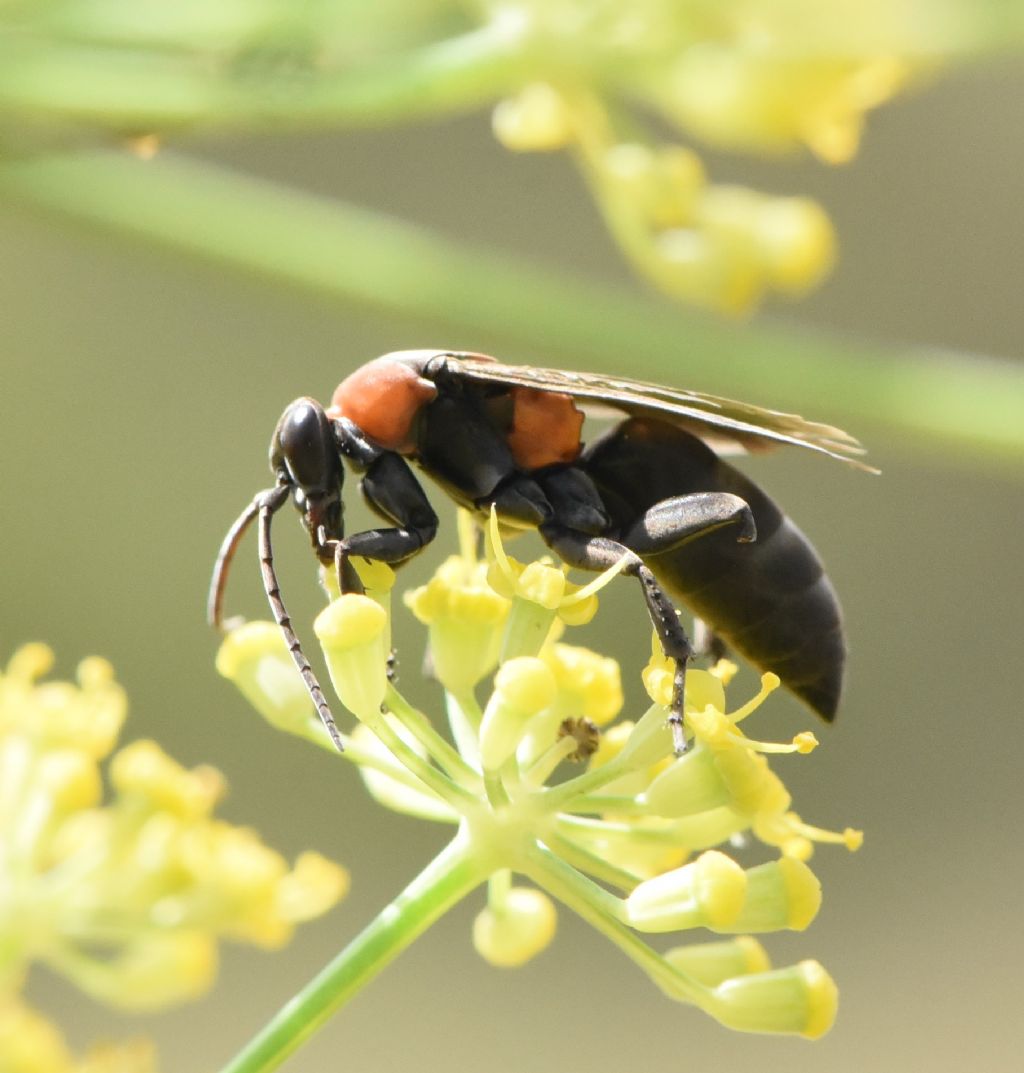 Eoferreola manticata