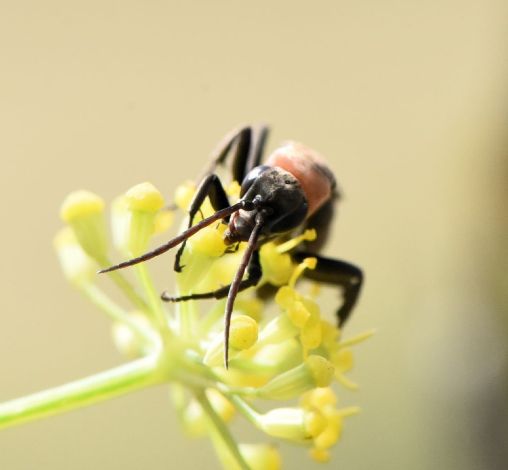 Eoferreola manticata