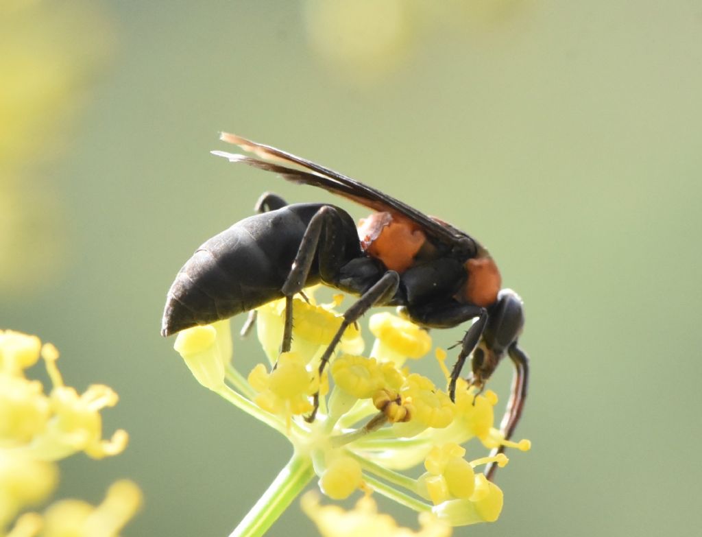 Eoferreola manticata