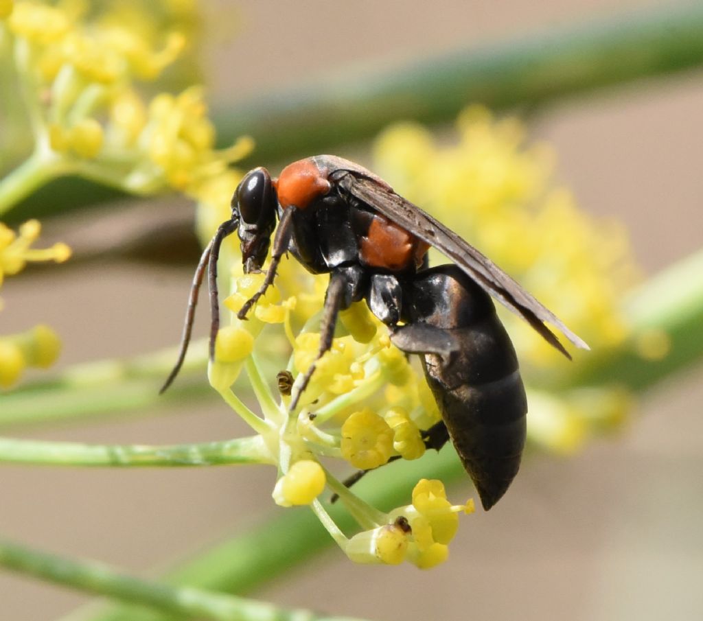 Eoferreola manticata