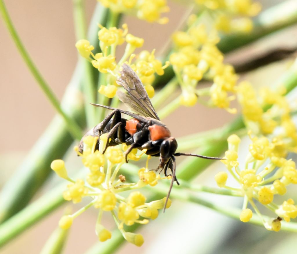 Eoferreola manticata