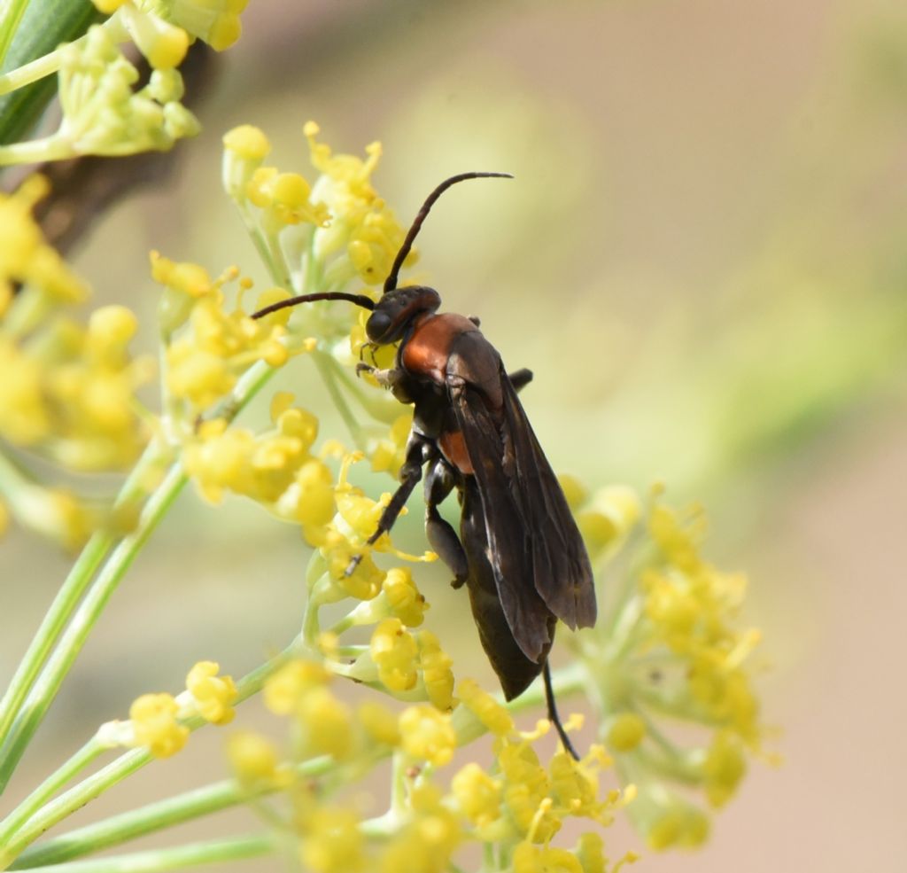 Eoferreola manticata