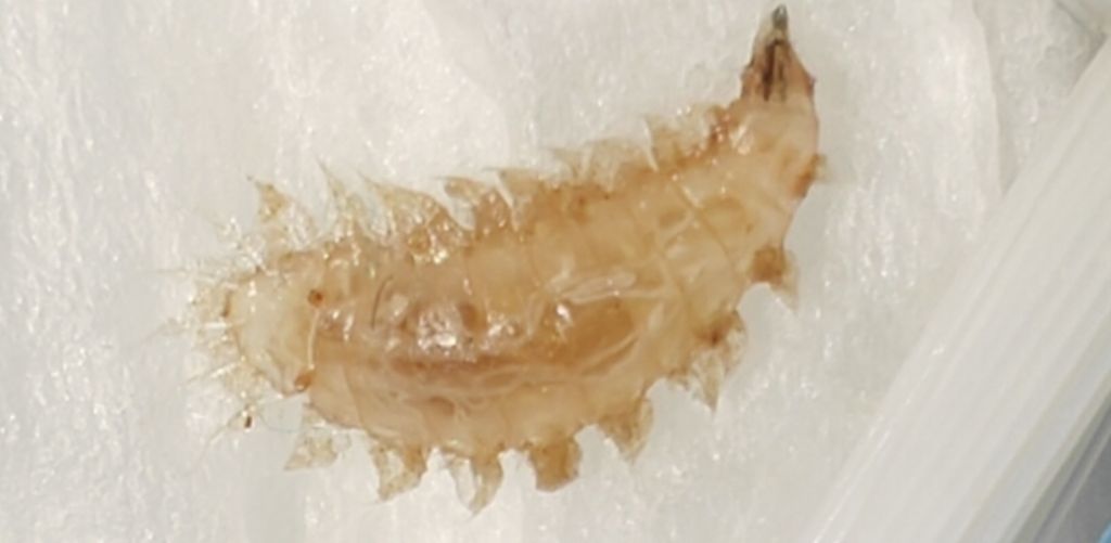 Identificare larva