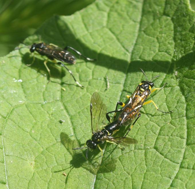 Aiuto identificazione: Macrophya montana