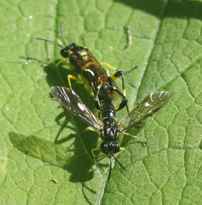 Aiuto identificazione: Macrophya montana