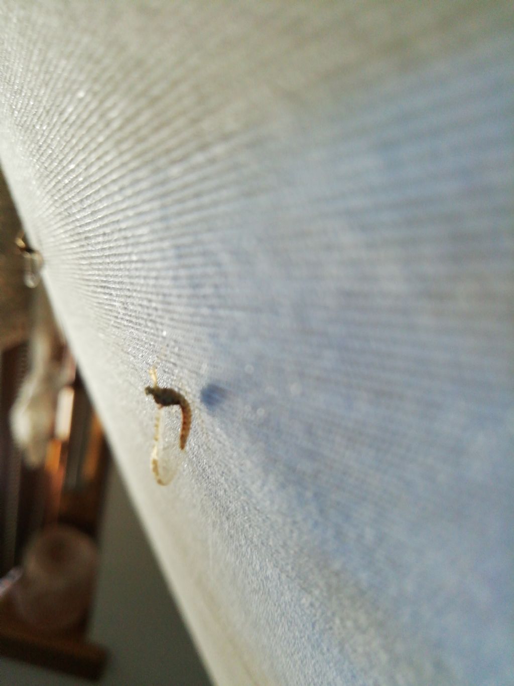 Casa invasa da questo insetto..Cloeon cognatum, femmina (Baetidae)