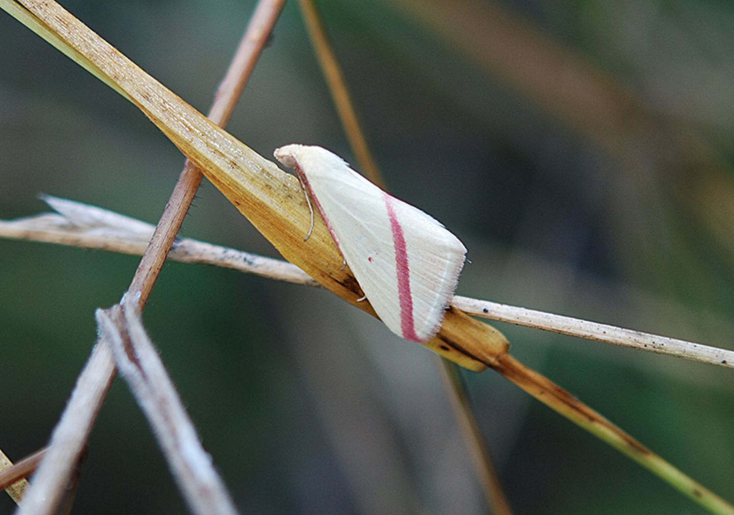 Rhodometra sacraria e una domanda