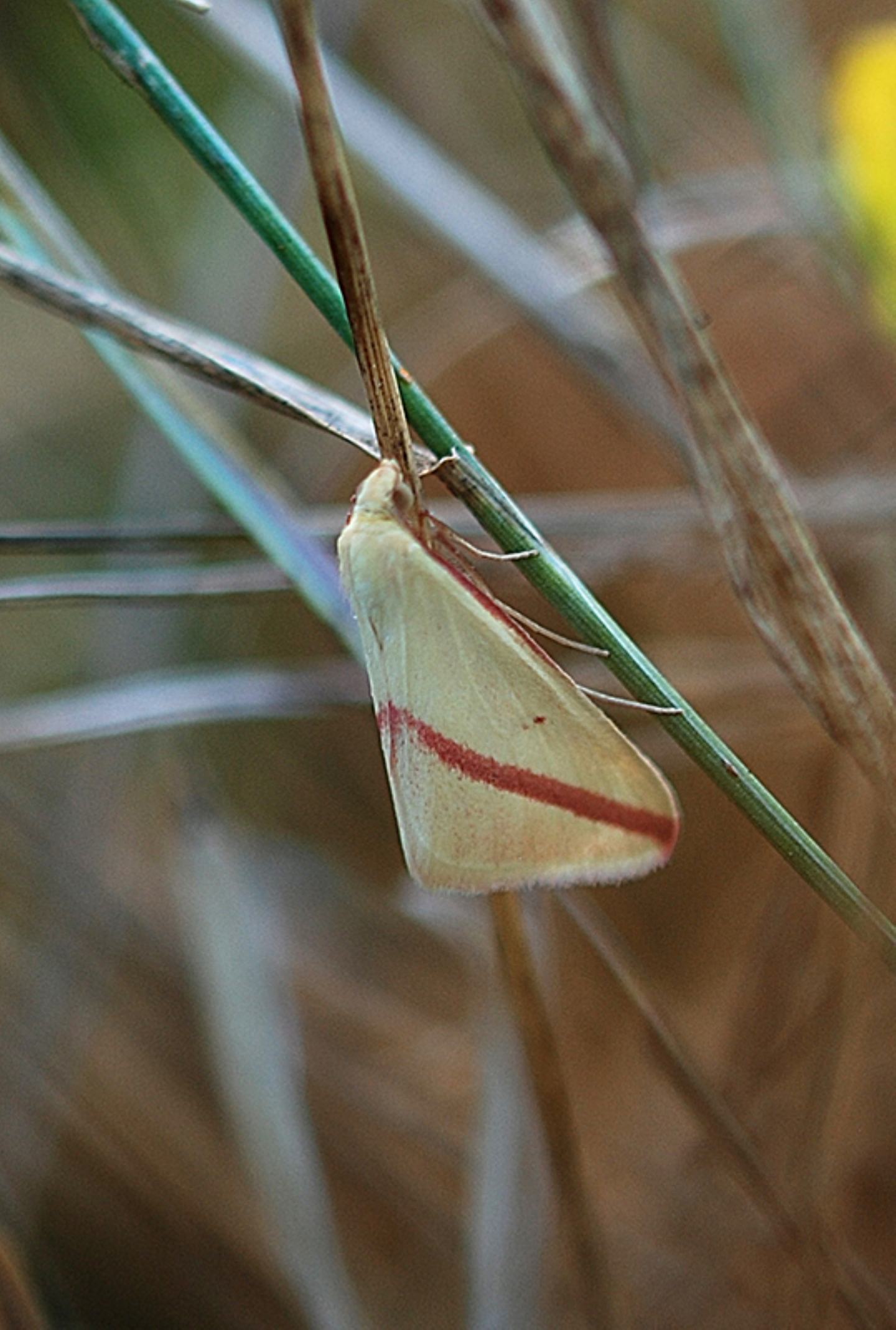 Rhodometra sacraria e una domanda