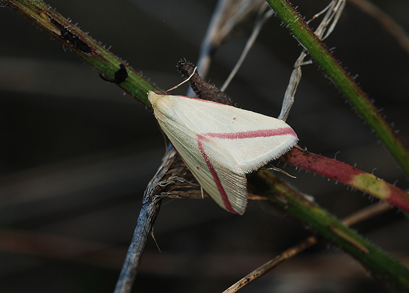 Rhodometra sacraria e una domanda