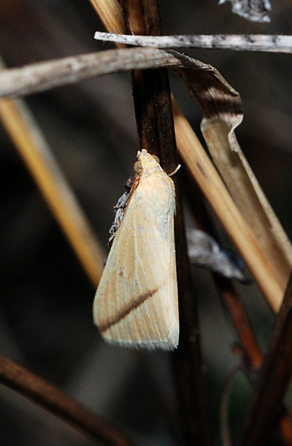 Rhodometra sacraria e una domanda