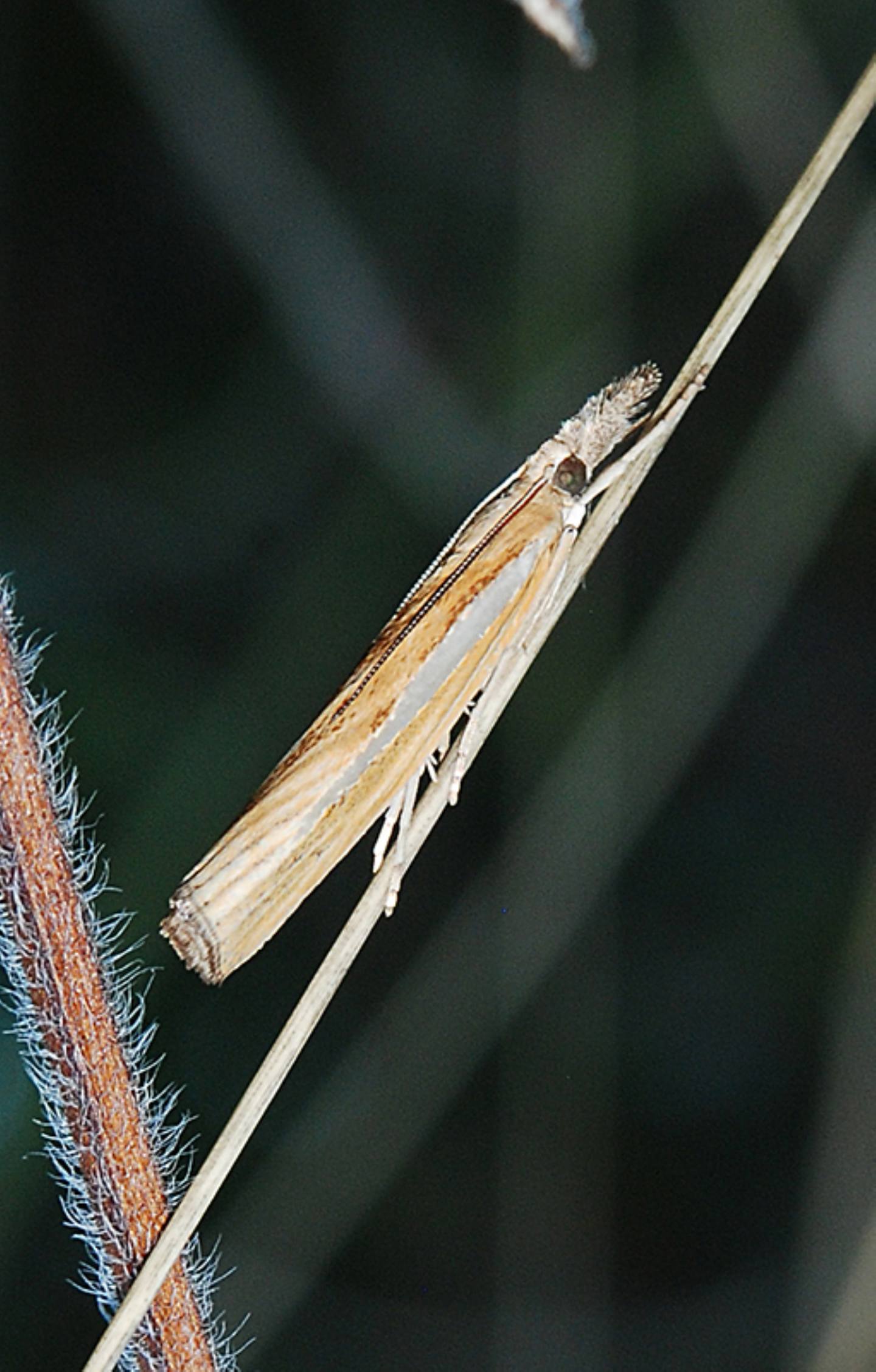 In alto mare 2 Agriphila tristella? Agriphila selasella?