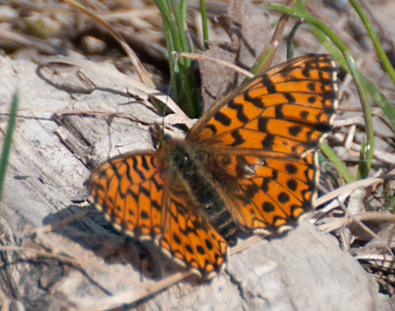 Argynnis ?  No, Boloria dia