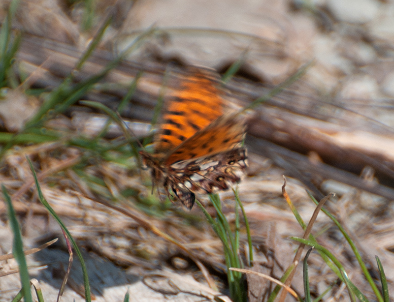 Argynnis ?  No, Boloria dia