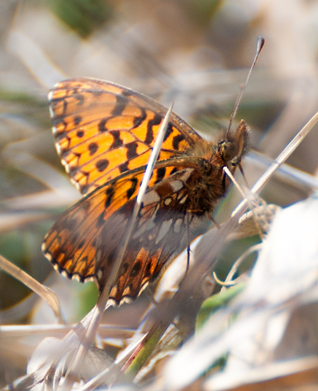 Argynnis ?  No, Boloria dia