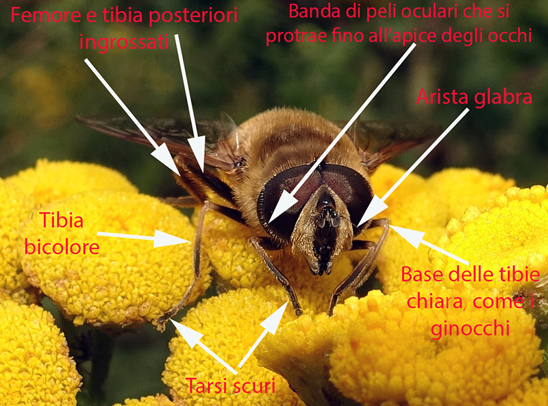 Eristalis tenax, maschio