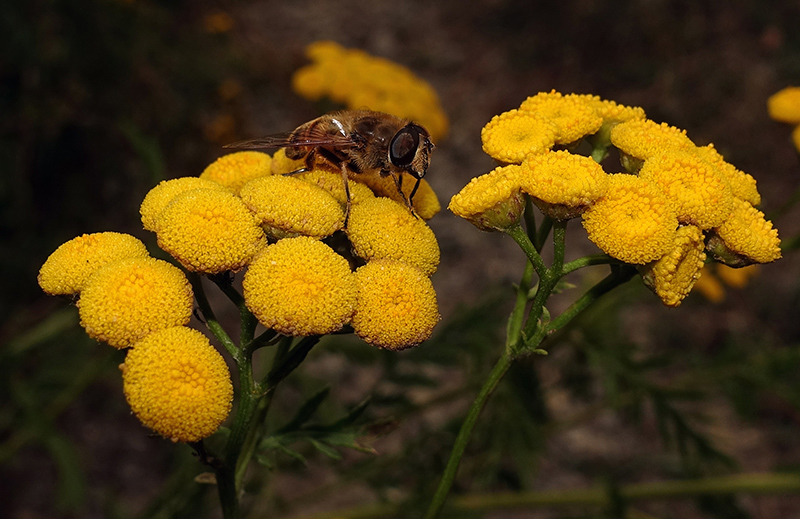 Eristalis tenax, maschio