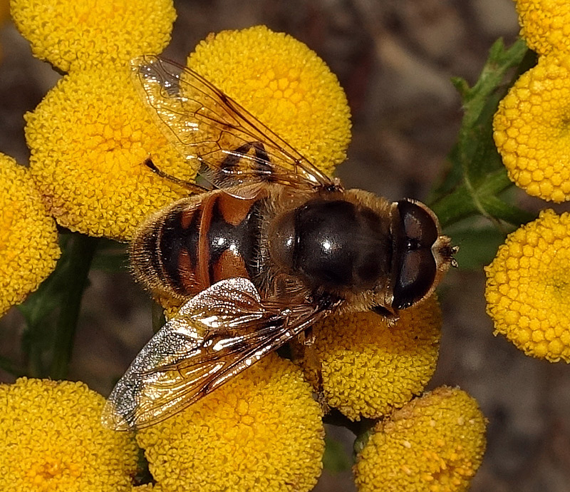 Eristalis tenax, maschio