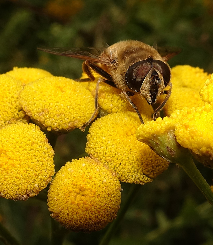 Eristalis tenax, maschio