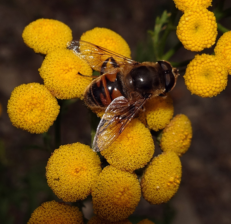 Eristalis tenax, maschio