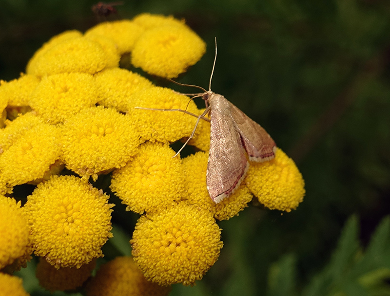 Endotricha flammealis