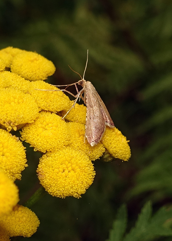 Endotricha flammealis