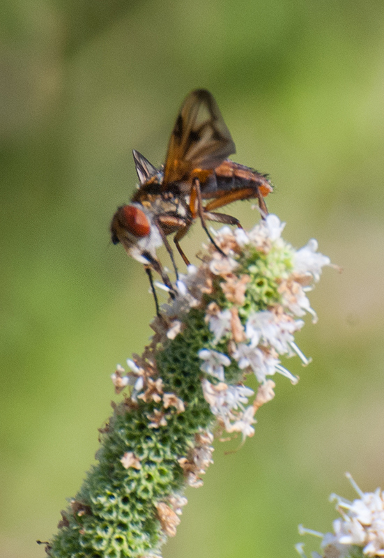 Ectophasia crassipennis? maschio?