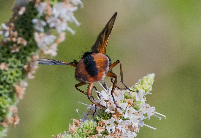 Ectophasia crassipennis? maschio?