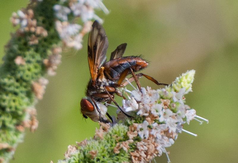 Ectophasia crassipennis? maschio?