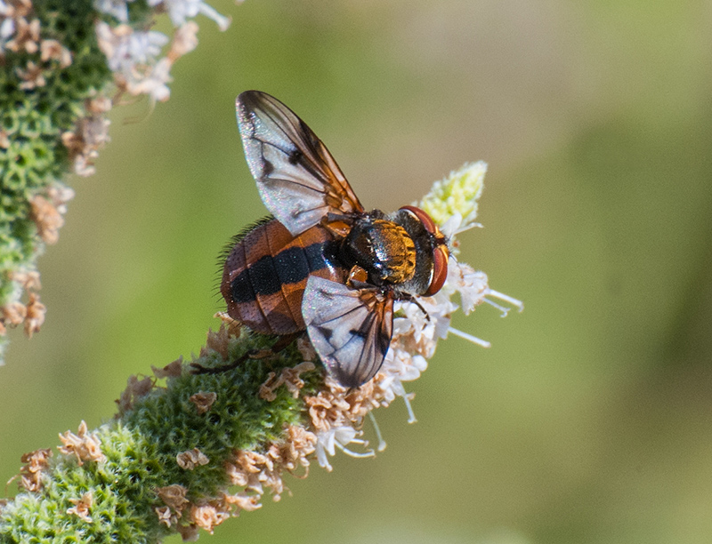 Ectophasia crassipennis? maschio?