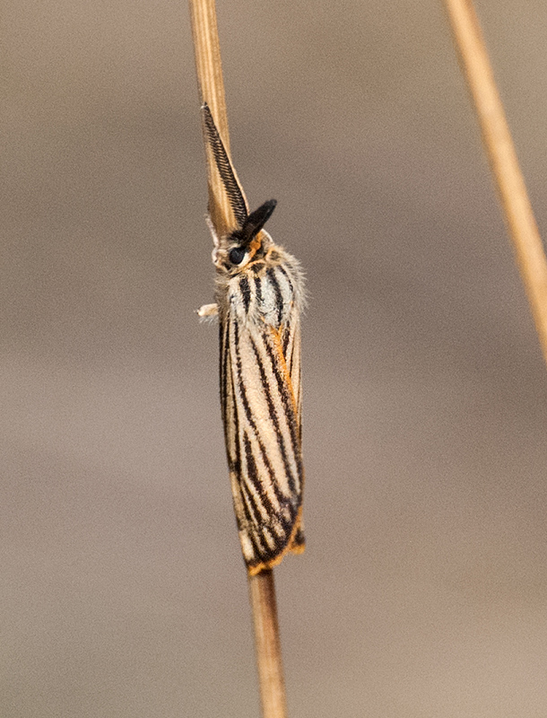 Coscinia striata, maschio