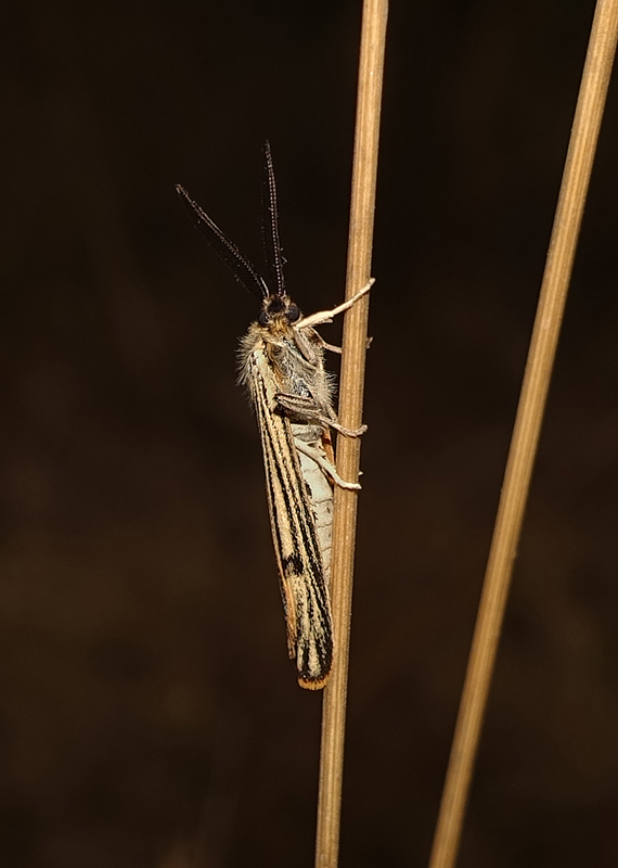 Coscinia striata, maschio