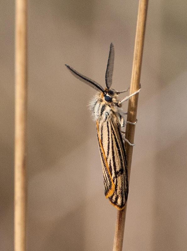 Coscinia striata, maschio