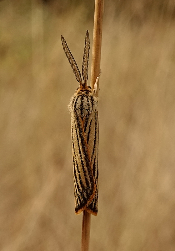 Coscinia striata, maschio