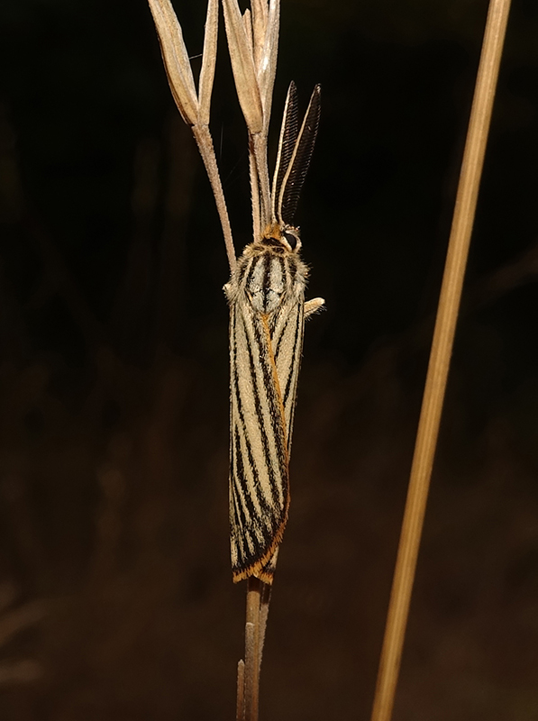 Coscinia striata, maschio