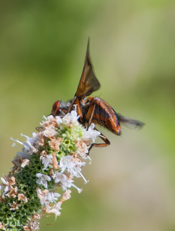 Ectophasia crassipennis? maschio?