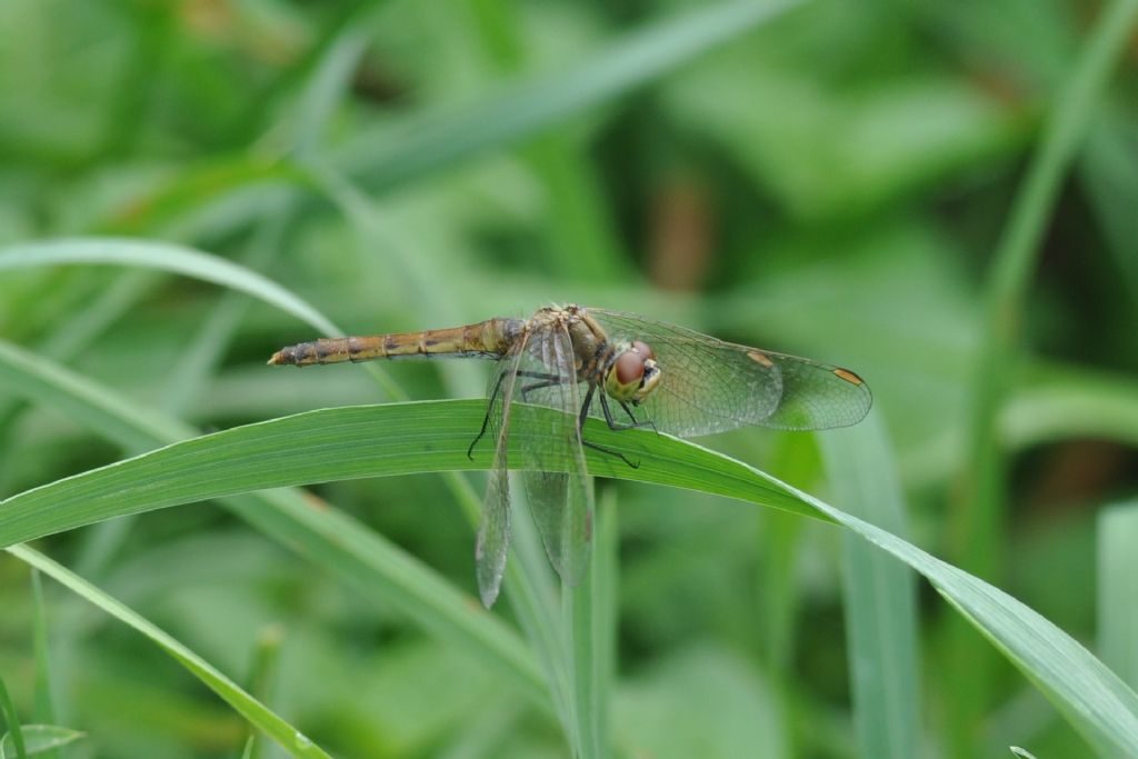 Identificazione - Sympetrum depressiusculum