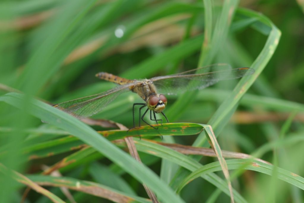 Identificazione - Sympetrum depressiusculum