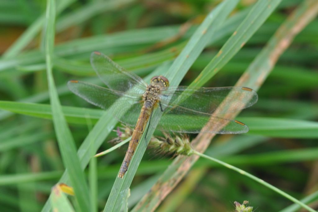 Identificazione - Sympetrum depressiusculum