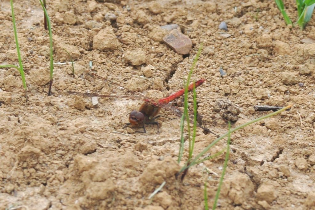 Sympetrum ID?