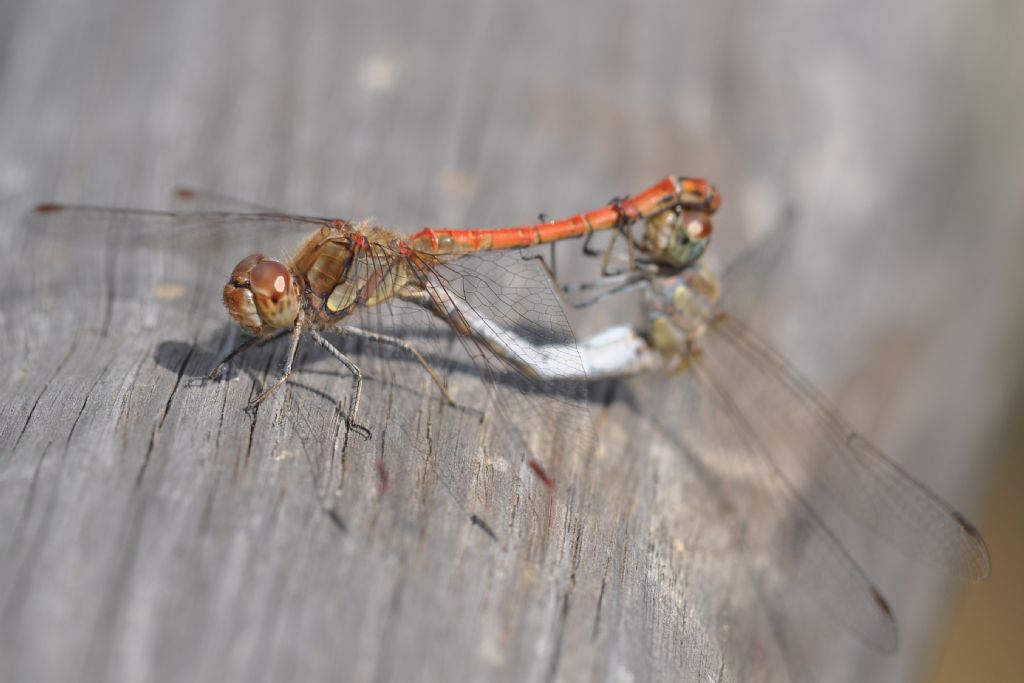 Sympetrum ID?