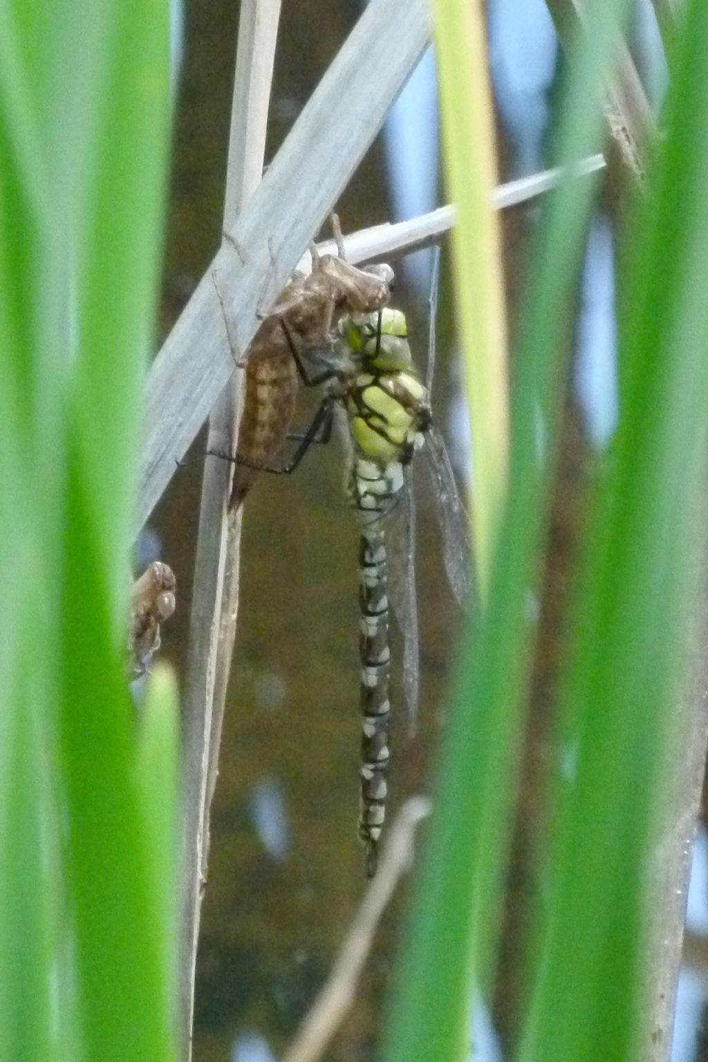 Identificazione libellula neometamorfosata