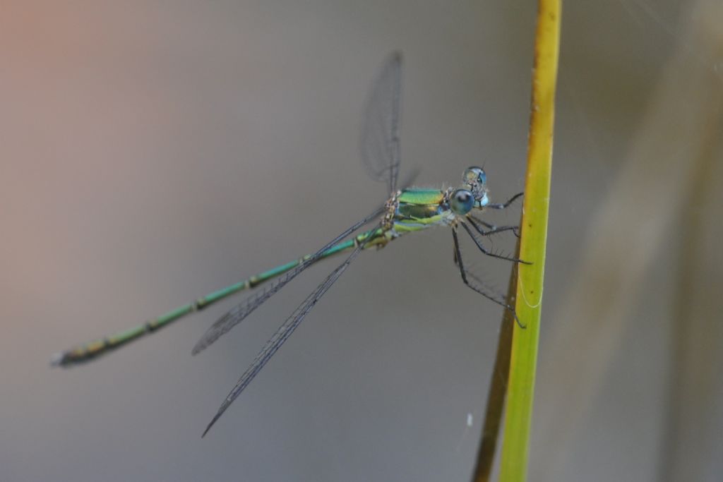 Chalcolestes viridis o parvidens